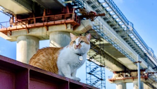 Кот Мостик