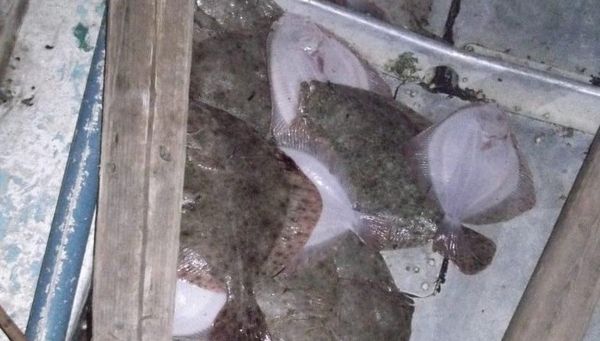 Камбала-калкан, обнаруженная крымскими пограничниками у браконьера в Азовском море
