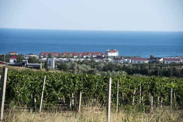 Виноградники в поселке Коктебель в Крыму Виноградники в поселке Коктебель в Крыму