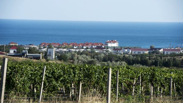 Виноградники в поселке Коктебель в Крыму