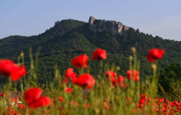 Поля цветущих маков в Крыму Поля цветущих маков в Крыму