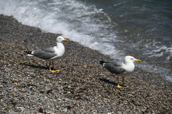 Чайки на пляже в Алупке