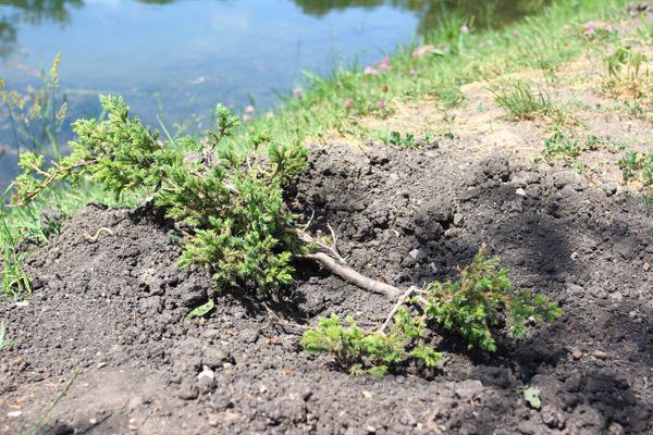  В Симферополе из парка имени Гагарина украли 42 дерева и кустарника