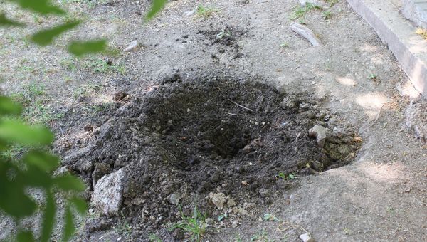В Симферополе из парка имени Гагарина украли 42 дерева и кустарника