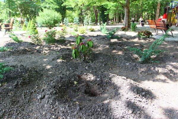  В Симферополе из парка имени Гагарина украли 42 дерева и кустарника