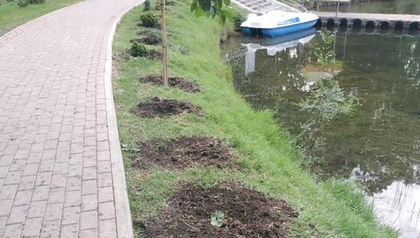 В Симферополе из парка имени Гагарина украли 42 дерева и кустарника