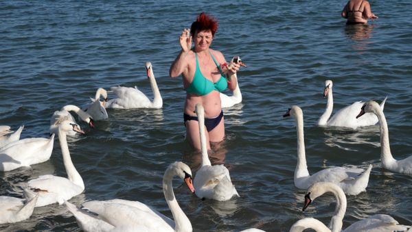 Лебеди в море на пляже недалеко от центрального парка культуры и отдыха имени Фрунзе