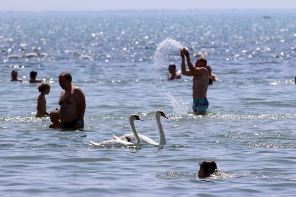 Лебеди в море на пляже недалеко от центрального парка культуры и отдыха имени Фрунзе