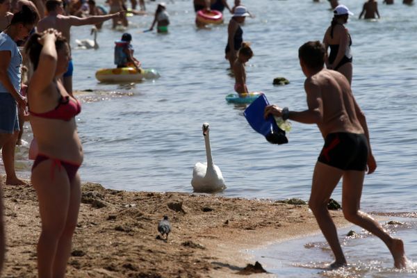 Лебеди в море на пляже недалеко от центрального парка культуры и отдыха имени Фрунзе