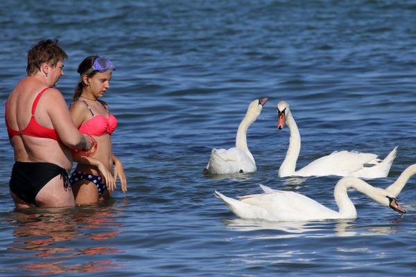 Лебеди в море на пляже недалеко от центрального парка культуры и отдыха имени Фрунзе