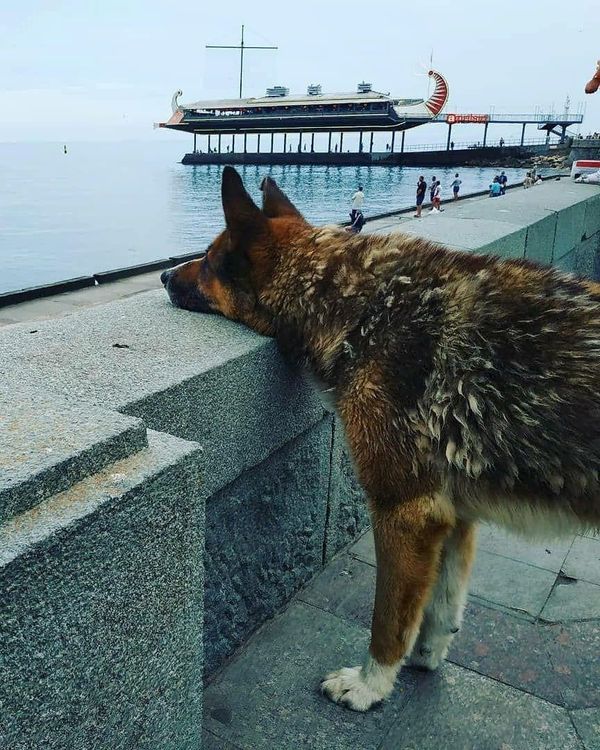 Собака на берегу Черного моря в Ялте