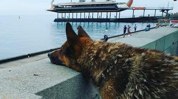 Собака на берегу Черного моря в Ялте Собака на берегу Черного моря в Ялте