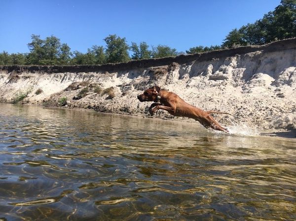 Собака на берегу Черного моря