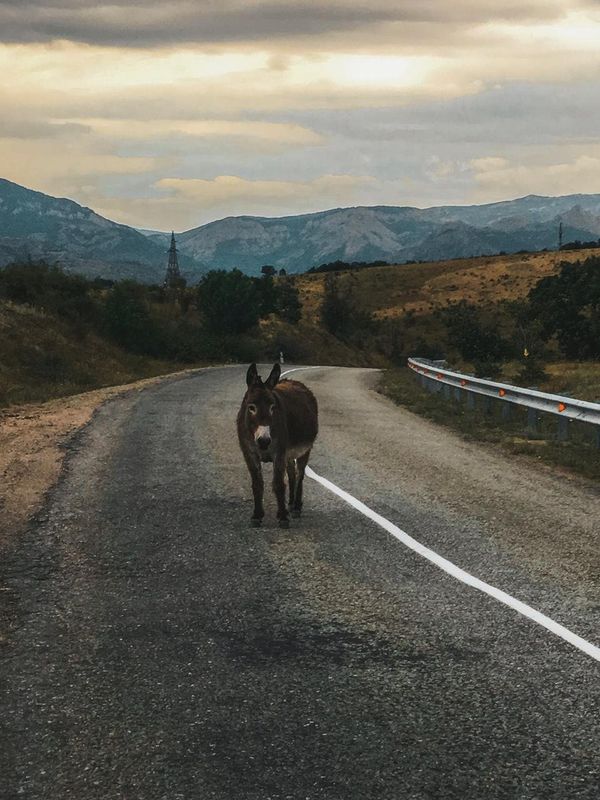 Осел на дороге в Крыму Осел на дороге в Крыму