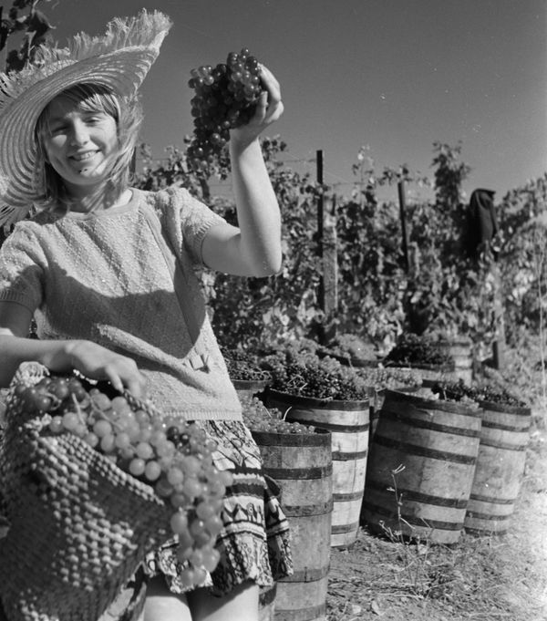 Сбор винограда в совхозе Гурзуф. Крым, 1969 год