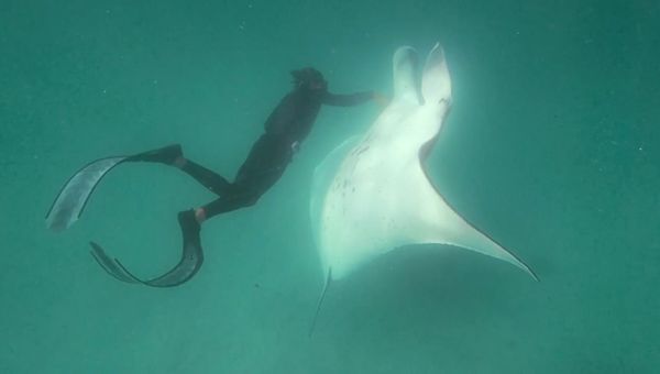 Дайверы помогли морскому дьяволу избавиться от рыболовного крючка
