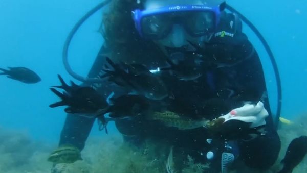 Завтрак под водой в Черном море