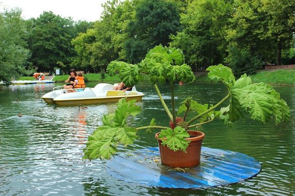 Плавающие клумбы в Гагаринском парке Симферополя