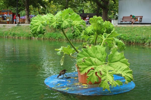 Плавающие клумбы в Гагаринском парке Симферополя