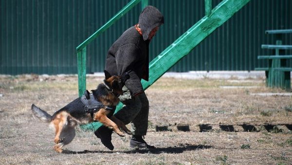 Служебная собака на пограничной заставе на севере Крыма Служебная собака на пограничной заставе на севере Крыма