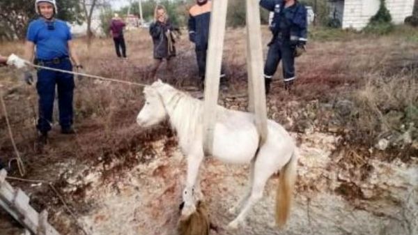 Пони подняли из котлована, вырытого под фундамент