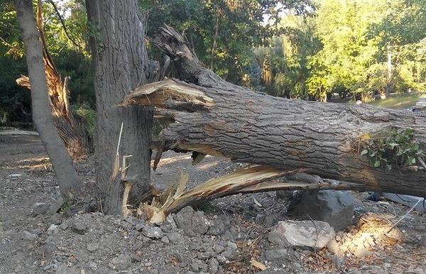Дерево повредило новое ограждение набережной Салгира