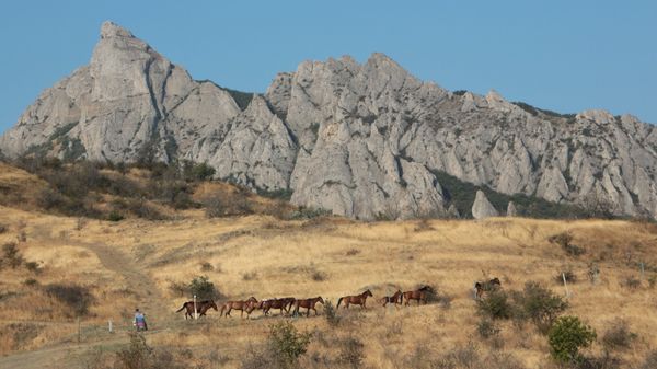 Лошади на горе Кара-Даг в Крыму