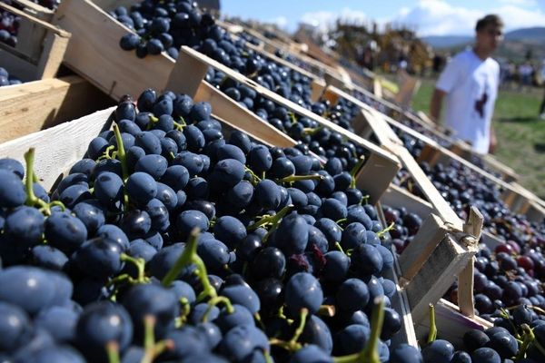 Праздник сбора урожая и виноделия WineFest-2019
