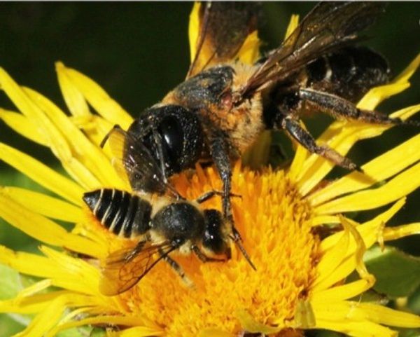Самки M. sculpturalis (вверху) и M. centuncularis (Linnaeus) (внизу) на соцветии Inula helenium L