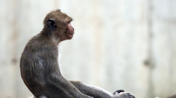 Научно-исследовательский институт медицинской приматологии