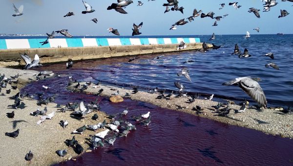 В Феодосии возле моря образовались багровые реки неизвестного происхождения