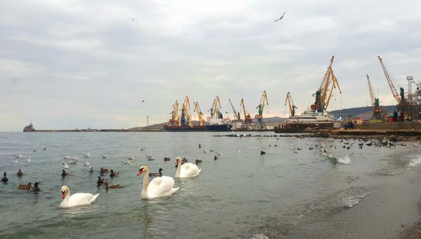 Лебеди в Феодосии