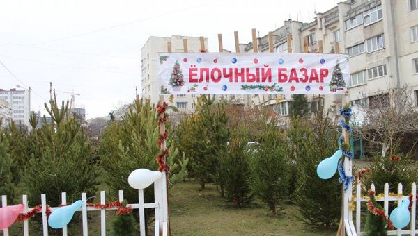В Севастополе начали работу елочные базары