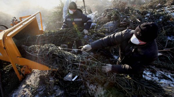 Утилизация новогодних елок во Владивостоке