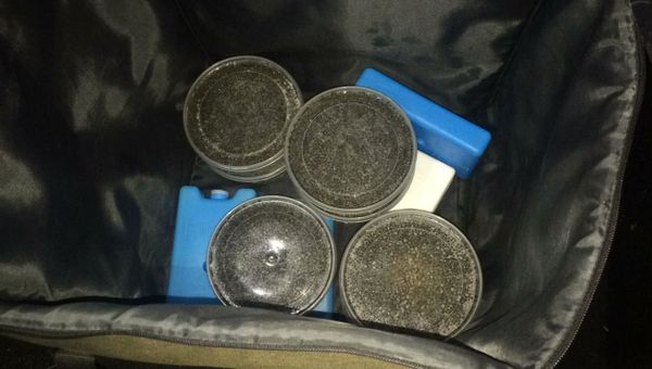 Пограничники поймали в Крыму нелегальных торговцев черной икрой