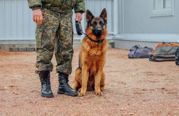 Собаки при исполнении: крымские псы, которые нашли свое призвание