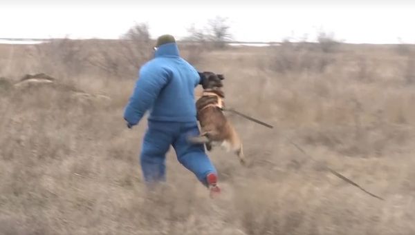 Видео_служебная собака