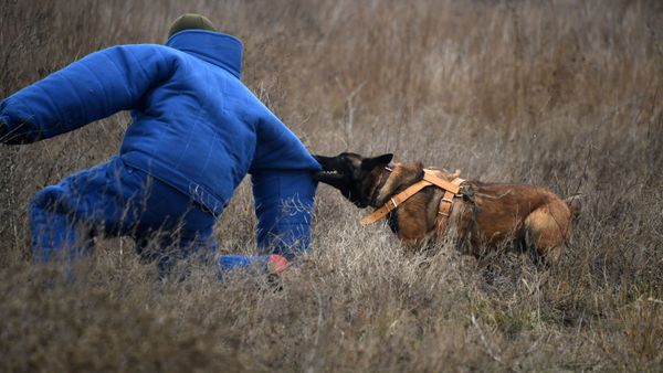 Пограничный пост на Арабатской стрелке. Служебная собака - бельгийская овчарка Чери - поймала врага