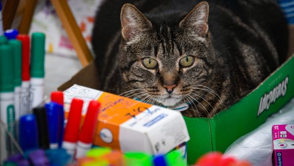 Даже самые интеллигентные коты не могу удержаться от коробок