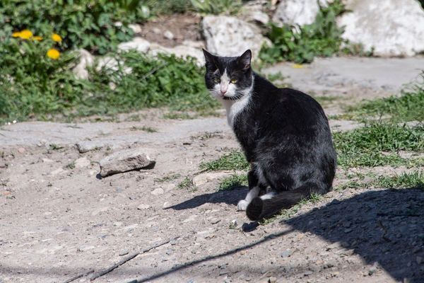 Животное, так привыкшее к человеческому теплу, становится обузой и оказывается на улице с минимальным шансом на лучшую жизнь.