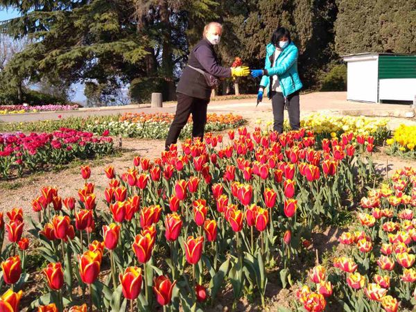 В подарок врачам: в ботсаду в Крыму срезают выставку Парад тюльпанов В подарок врачам: в ботсаду в Крыму срезают выставку Парад тюльпанов