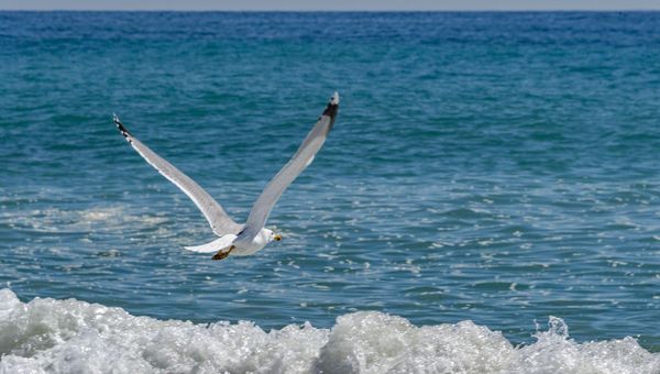 Гурзуф море чайка летит