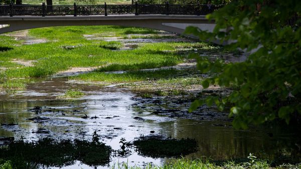 Салгир весна русло заросло
