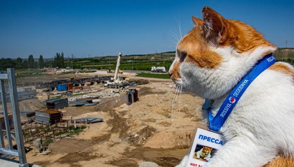 Кот Мостик проверил строительство путепровода трассы Таврида