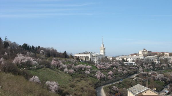 Цветение миндаля на склоне Исторического бульвара в Севастополе. Архивное фото Цветение миндаля на склоне Исторического бульвара в Севастополе. Архивное фото