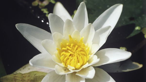 Водяная лилия